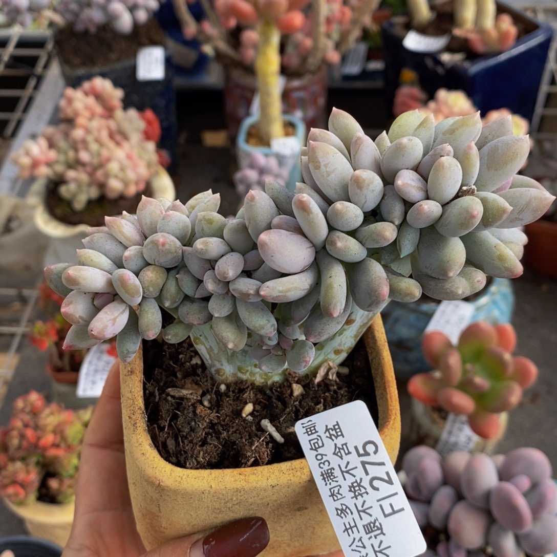 奶酪缀275/9c m的肉