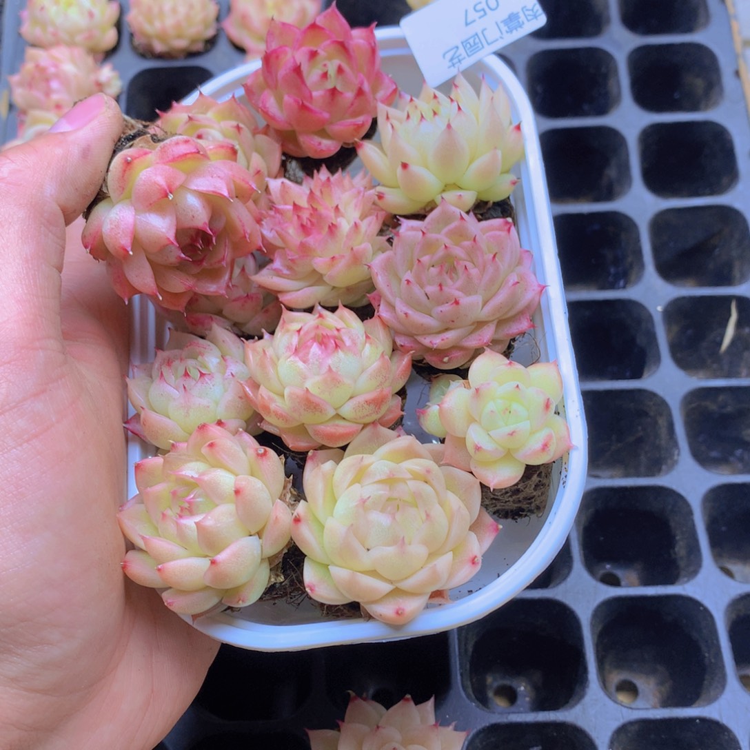 我要去看你了啊我057