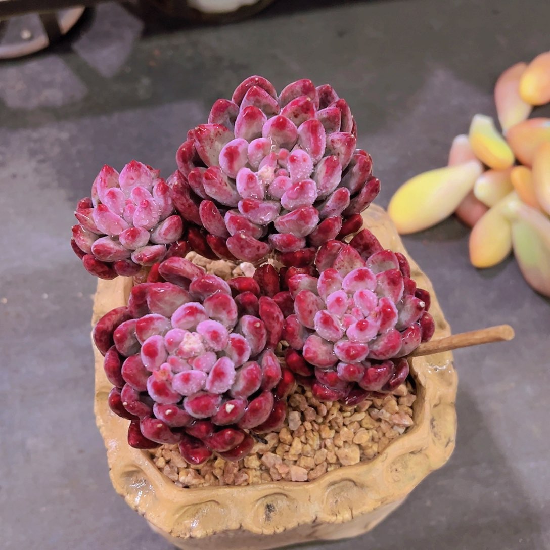 碎*虞美人，多肉植物