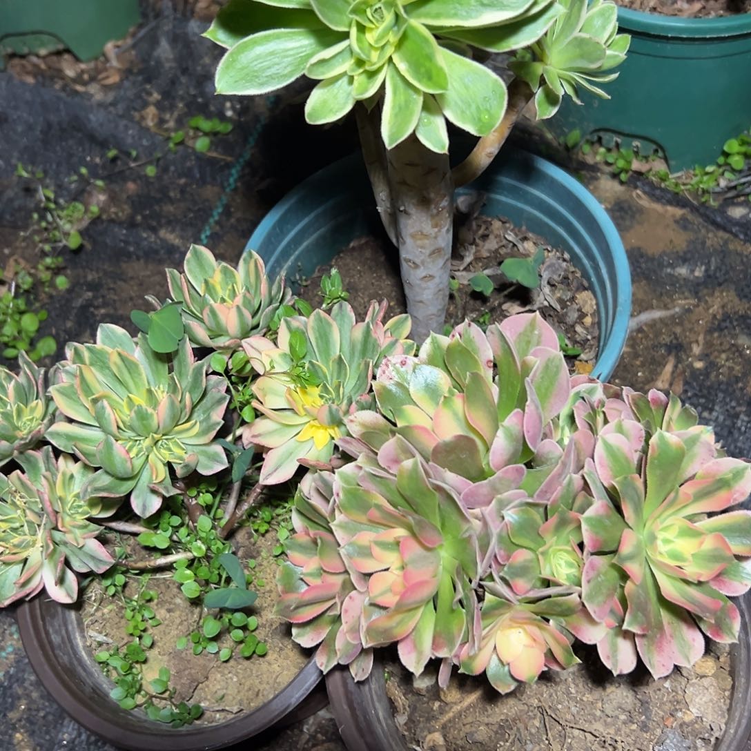 多352肉植物组合3个系列