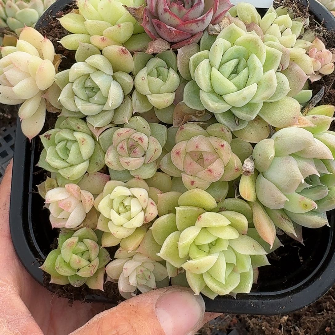 杂交新品珍妮多肉1562