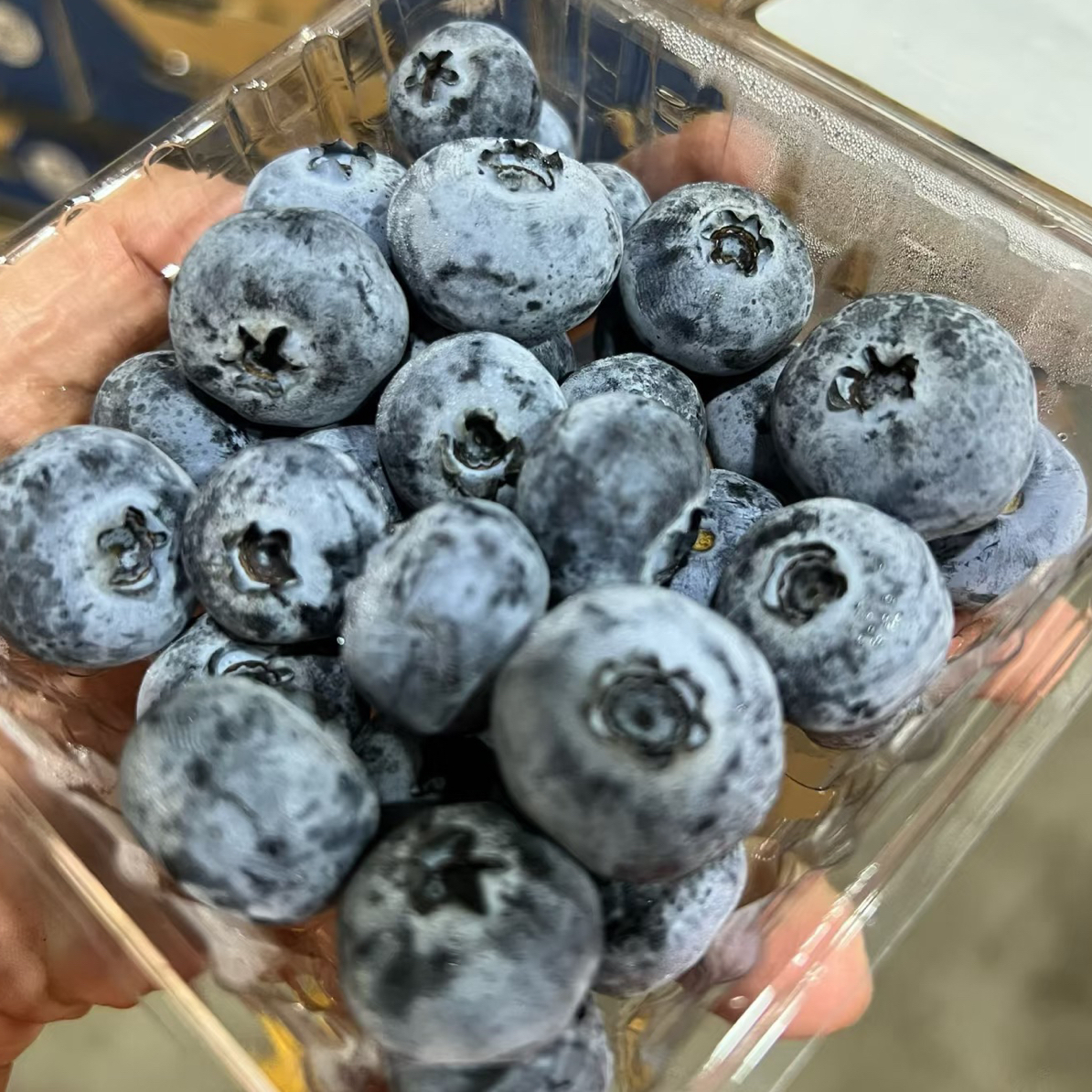 果切秘鲁蓝莓中大果125g酸甜口感