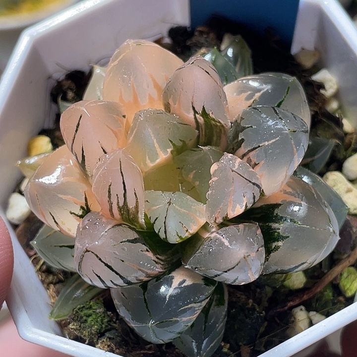 575正版水晶玉露锦特选福利