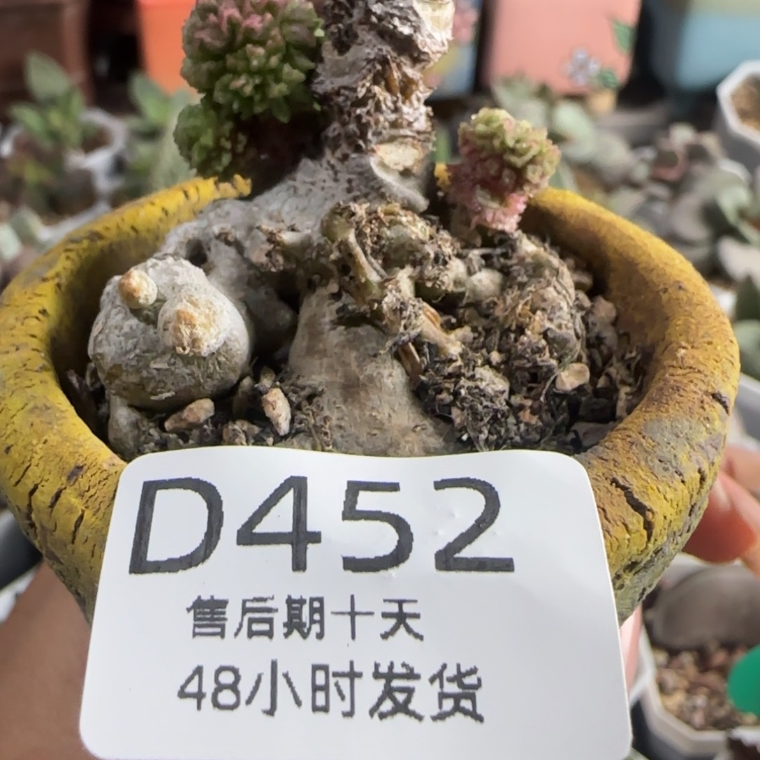 笛***处福利多肉。  452。  