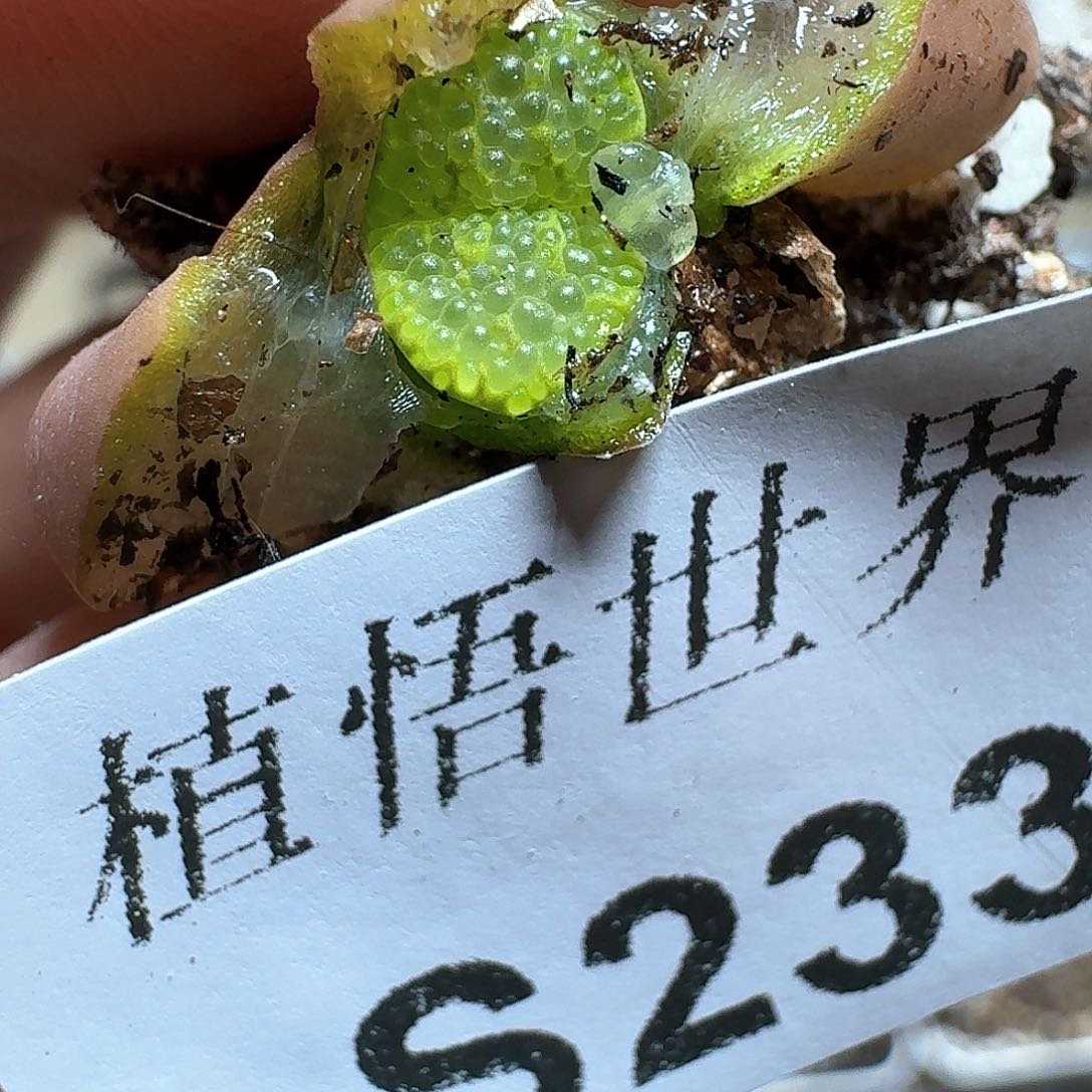 233号多肉植物哇d f