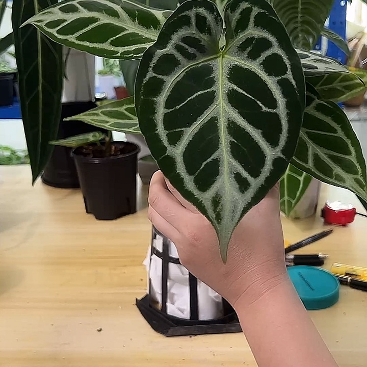 无花朵银刷子一物一拍
