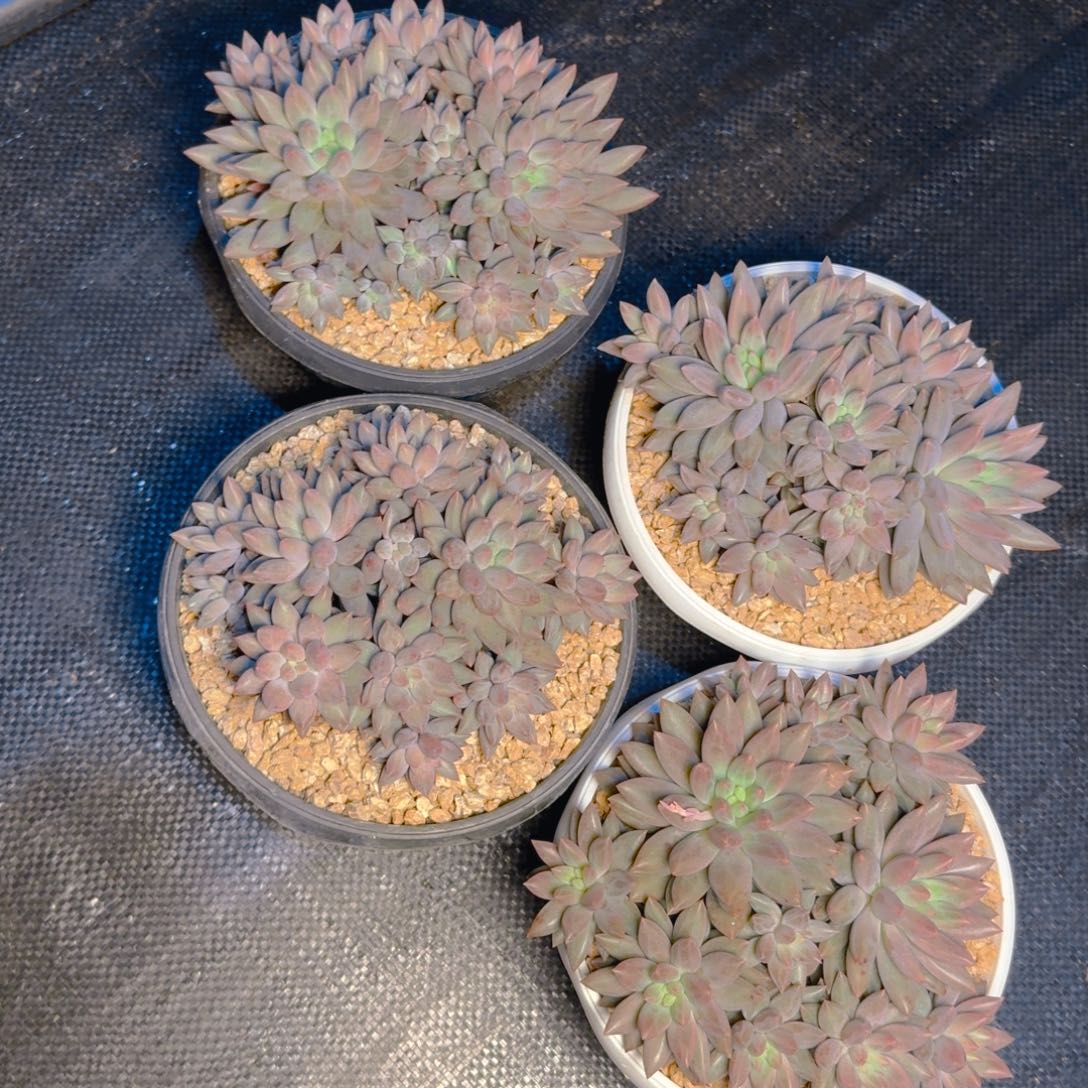红蜻蜓福利11111111111111