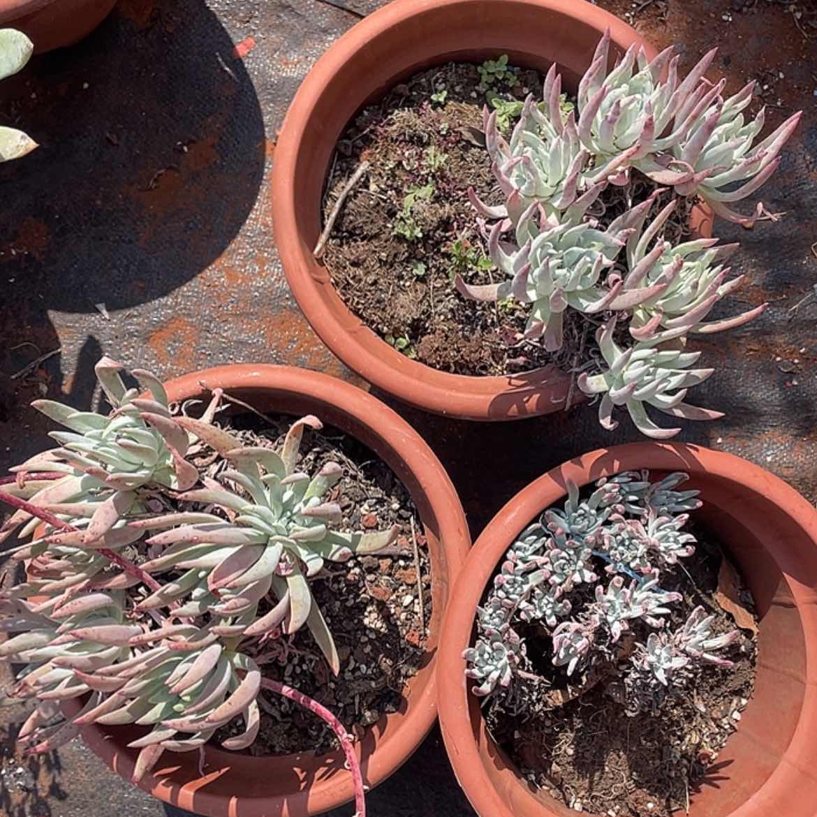 【闪购商品】三颗奥罗拉