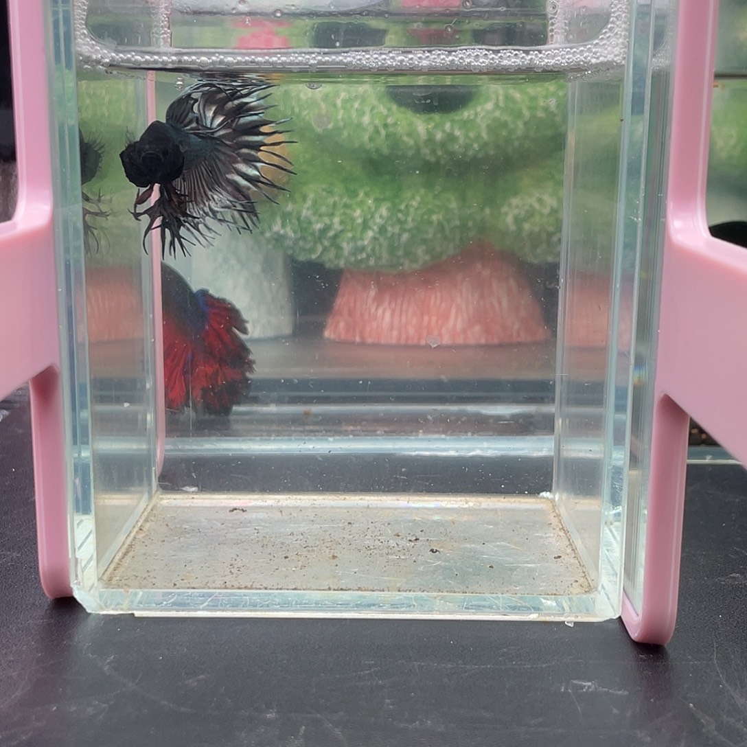 斗鱼22号1230早黑毒