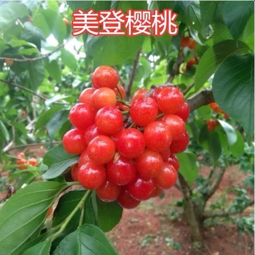 嫁接樱桃苗大樱桃树大红灯樱桃果树苗盆栽地栽果树苗南北方种植