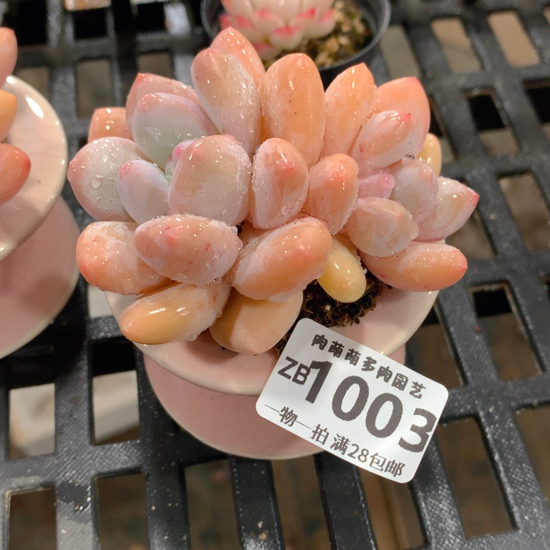 肉萌萌拇指盆精控多肉ZB1003