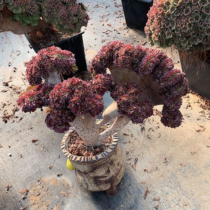 微瑕红金刚缀脱土发货啊