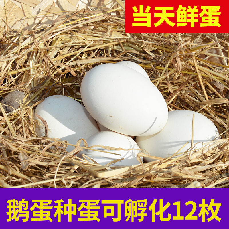 优选正宗散养农家鹅蛋营养孕妇儿童食用高蛋白新鲜蛋破损包赔