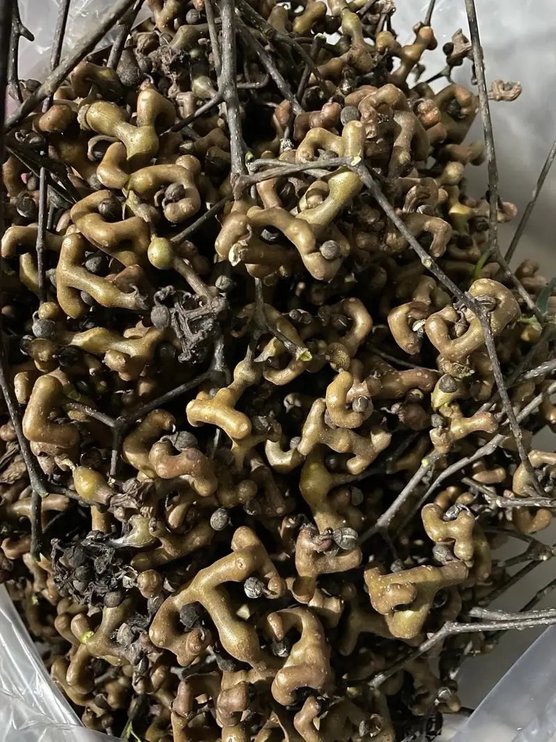 豪猪箐：云南腾冲新鲜野生拐枣