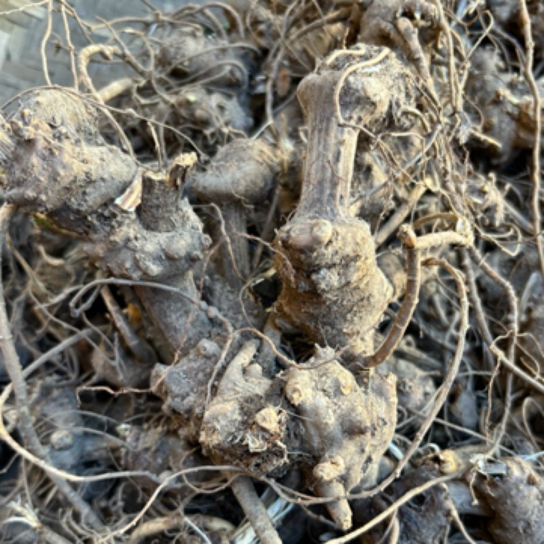 豪猪箐：云南特产腾冲野生川芎根