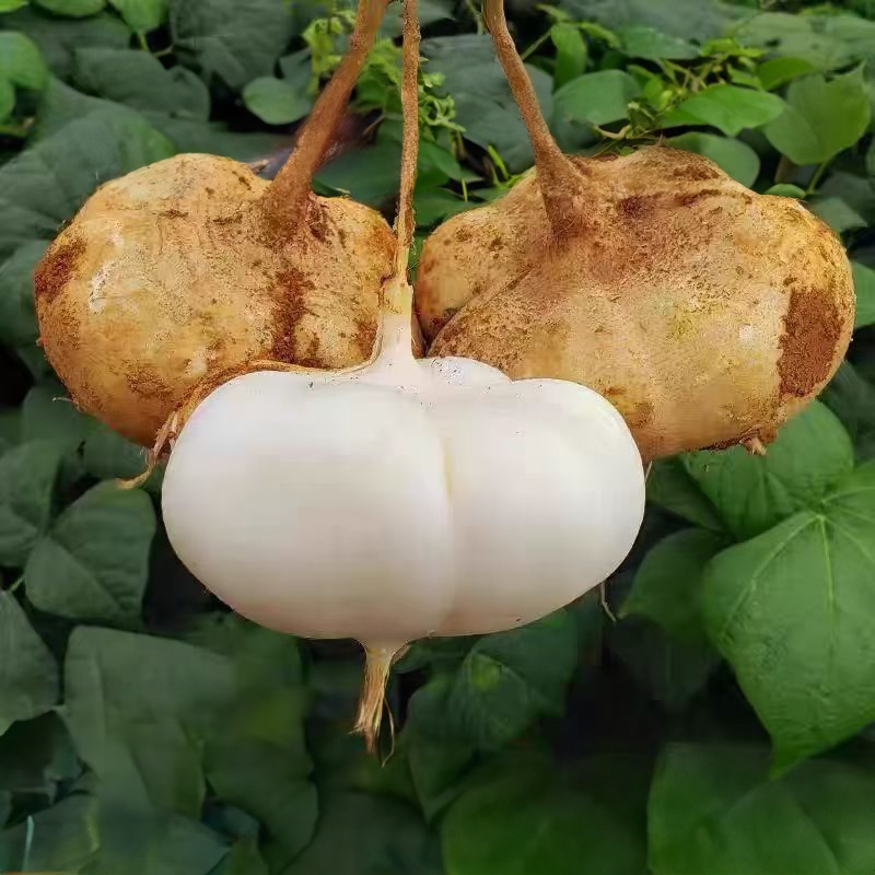 [贵州品种]新鲜地萝卜凉薯沙葛白地瓜农家土瓜地雪梨