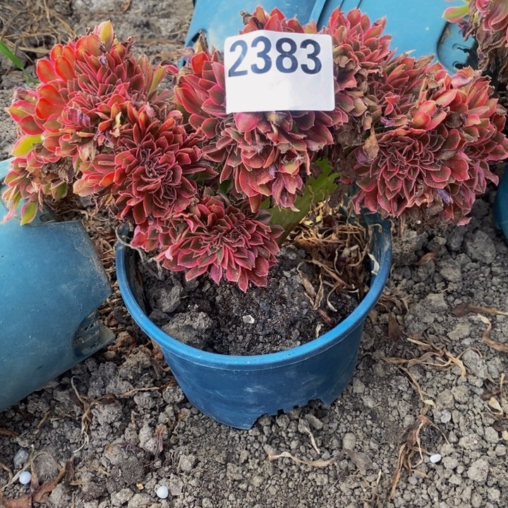 银月花29-16不包邮