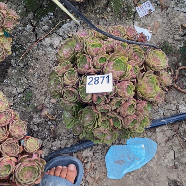 黑膜花25-21不包邮