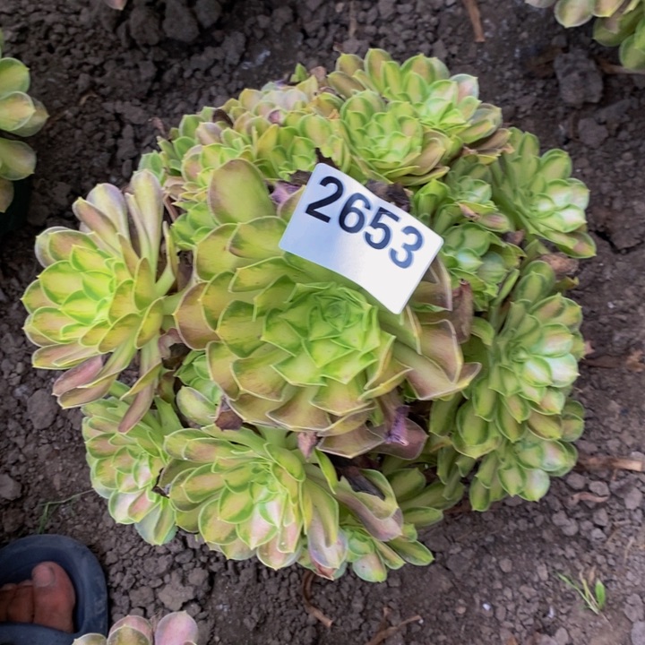 少华花25-14不包邮