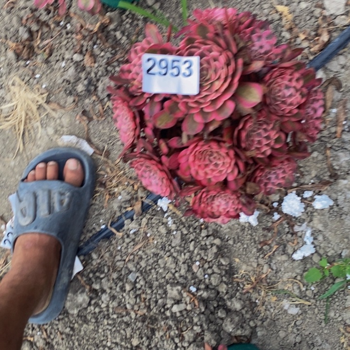 白月光花27-9不包邮