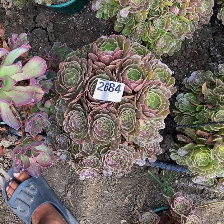荷兰玫瑰25-44不包邮