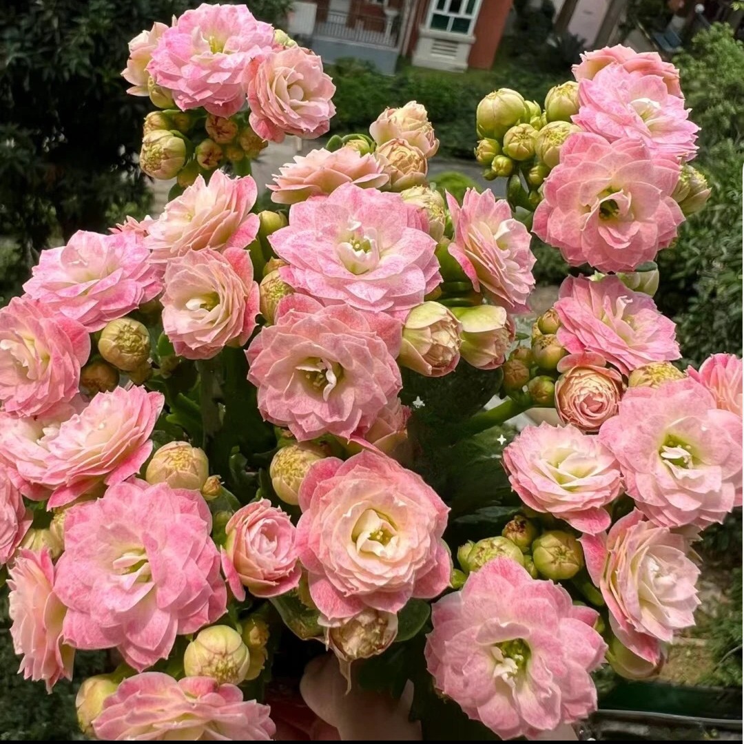 福利款浪漫樱花独杆棒棒糖 泽家长寿 叶片有点斑点介意勿拍