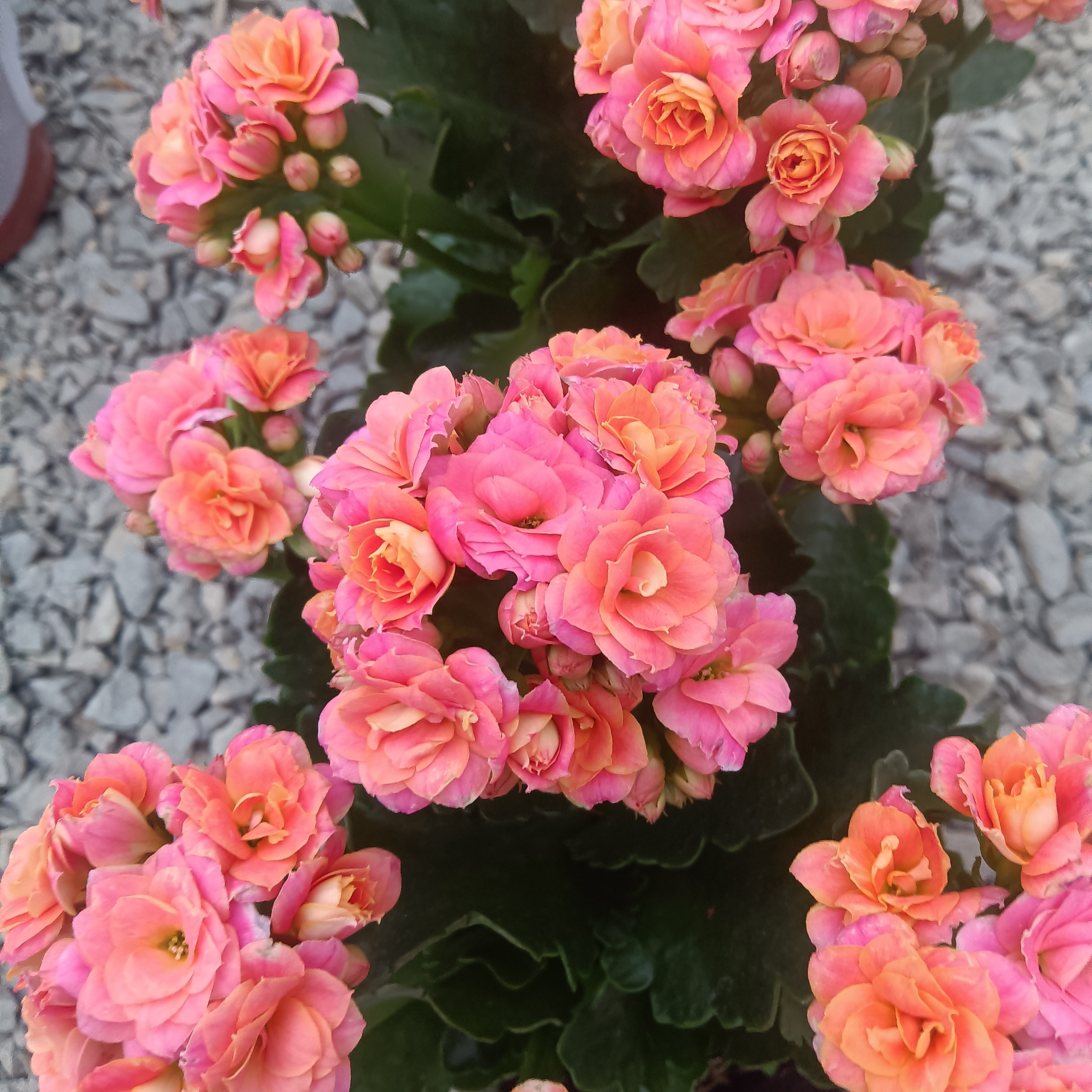 大鹏粉妆独杆棒棒糖半成品 小花苞 长寿网红品种