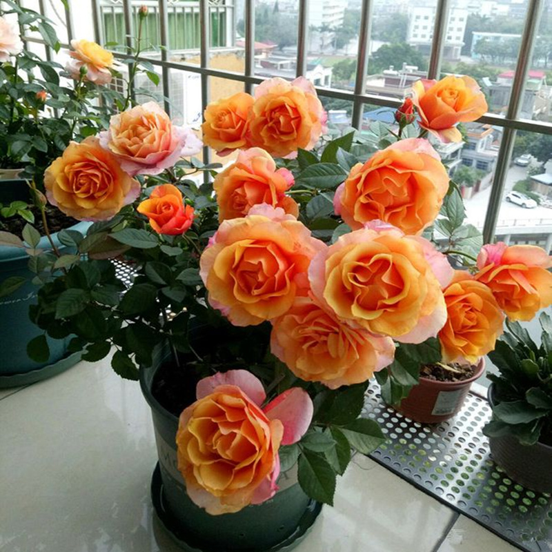 月季花苗四季开花植物庭院阳台玫瑰花五彩月季花苗新手月季花盆栽