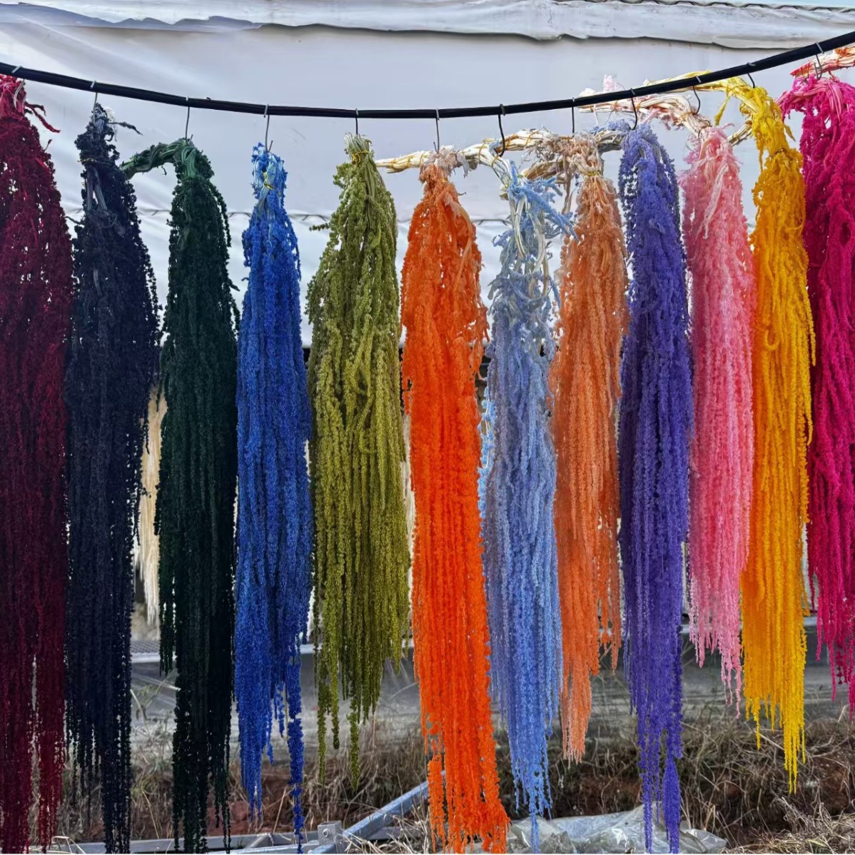 吊米吊穗干花布景蓬莱松花材软装装饰