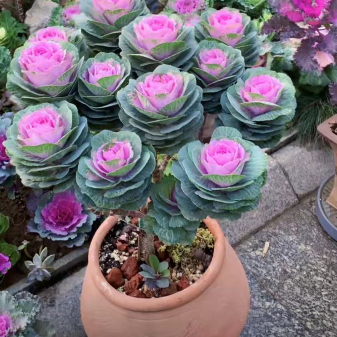 羽衣甘蓝 玫瑰甘蓝多头 直播间一物一拍