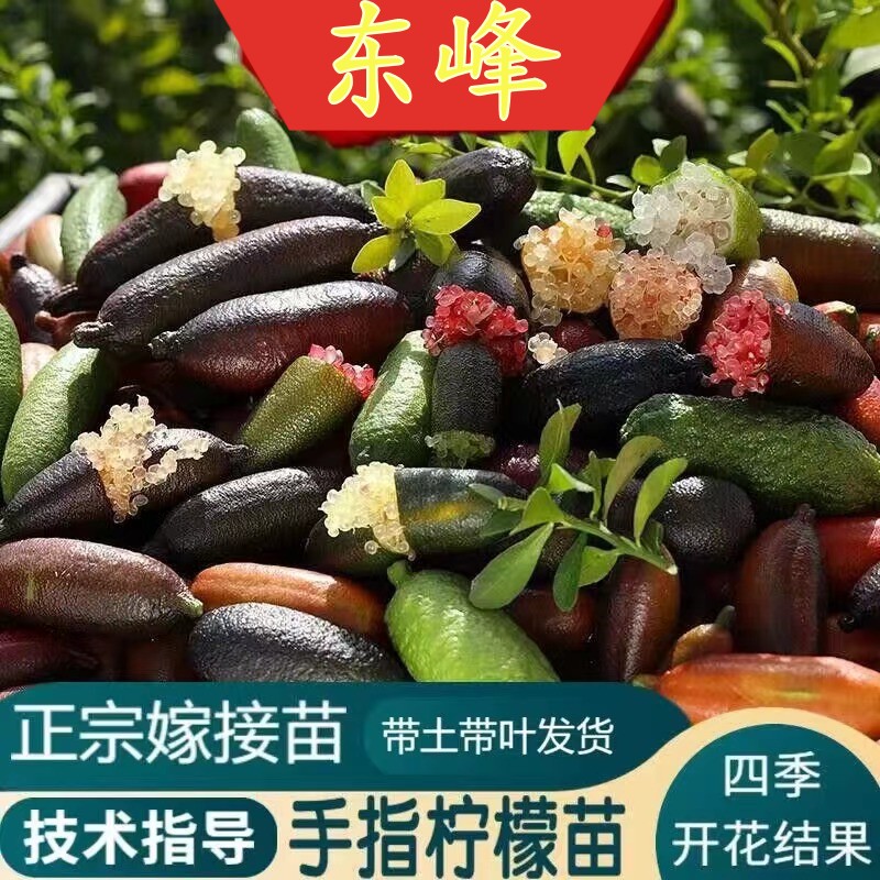 澳洲手指柠檬树苗新品种红香槟指橙苗水果鱼子酱庭院盆栽四季结果