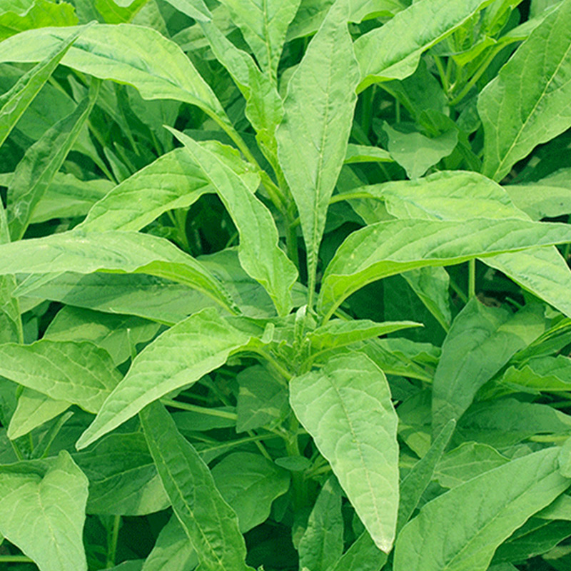 青柳叶苋菜种籽农家蔬果种子盆栽种植不生虫小青菜四季蔬菜种子