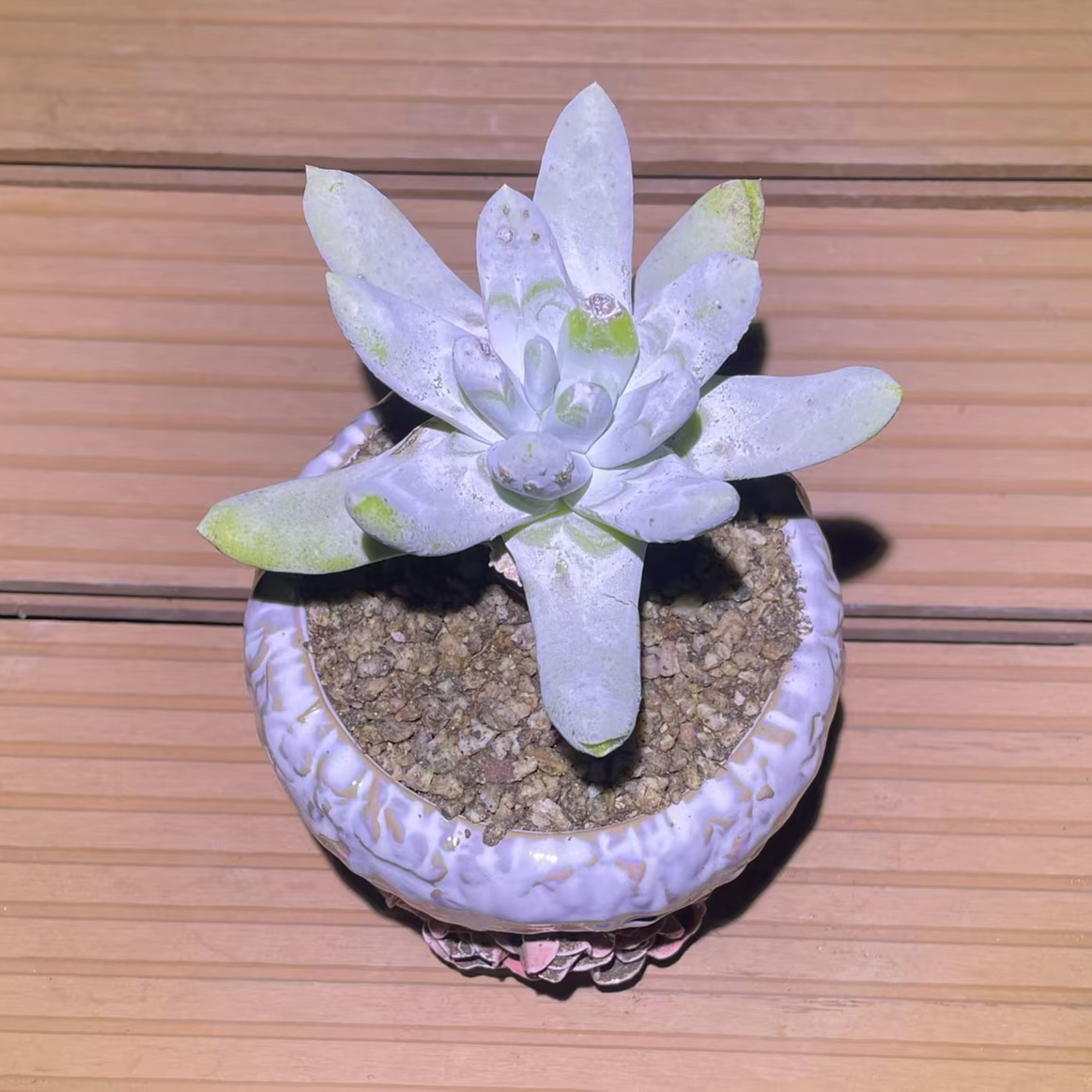 多肉仙女杯单头老粗桩拇指（满20包邮）