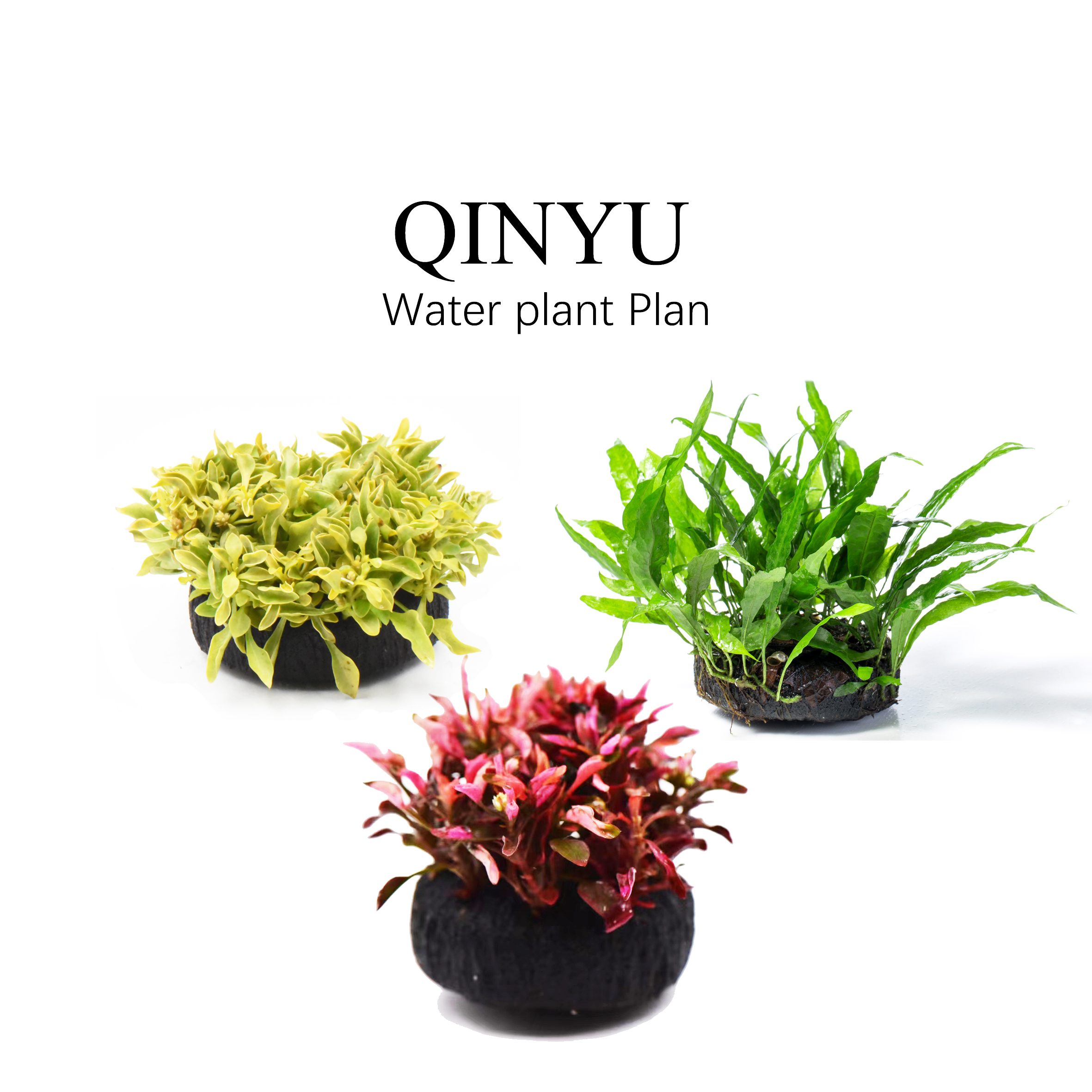 【坨草套餐】坨草套餐合集 无需底沙种植 入缸成景