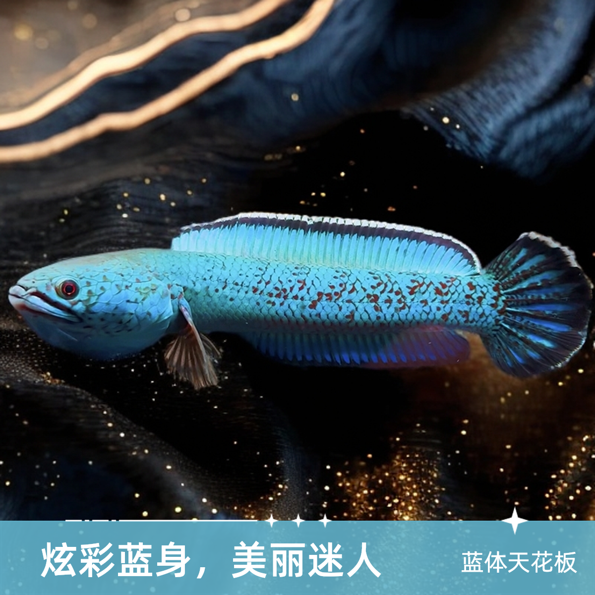 印度野金尘雷龙（中型鱼） 超萌好物