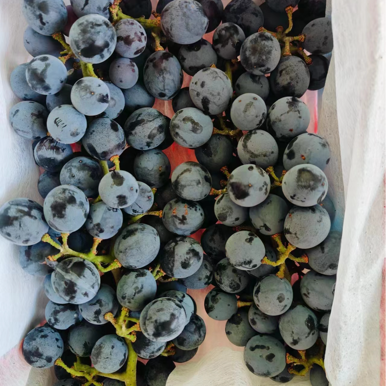 【香甜蓝莓葡萄】 1筐--带框3-3.5斤- 仅大同市平城区云冈区可拍