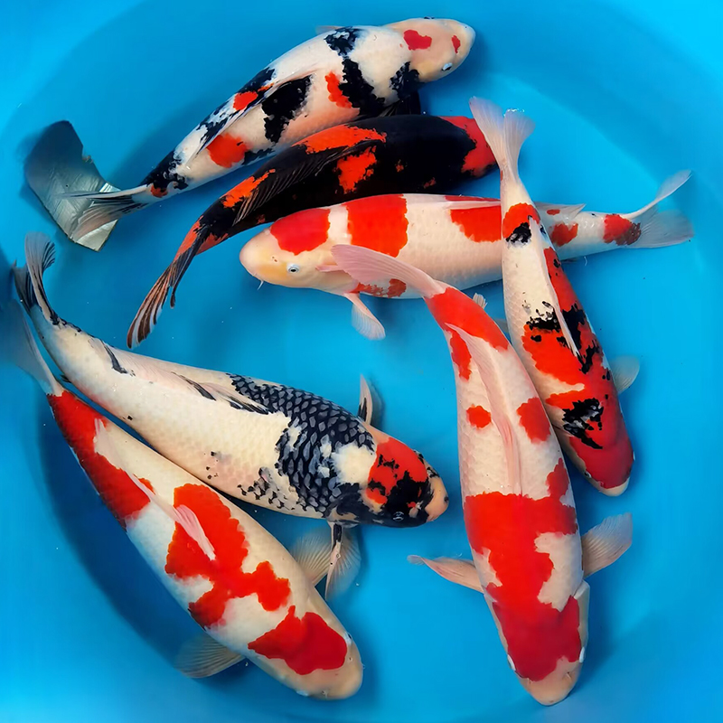 【百鲤园精选】锦鲤直播间链接 广东观赏鱼自家产活体发货精品水族