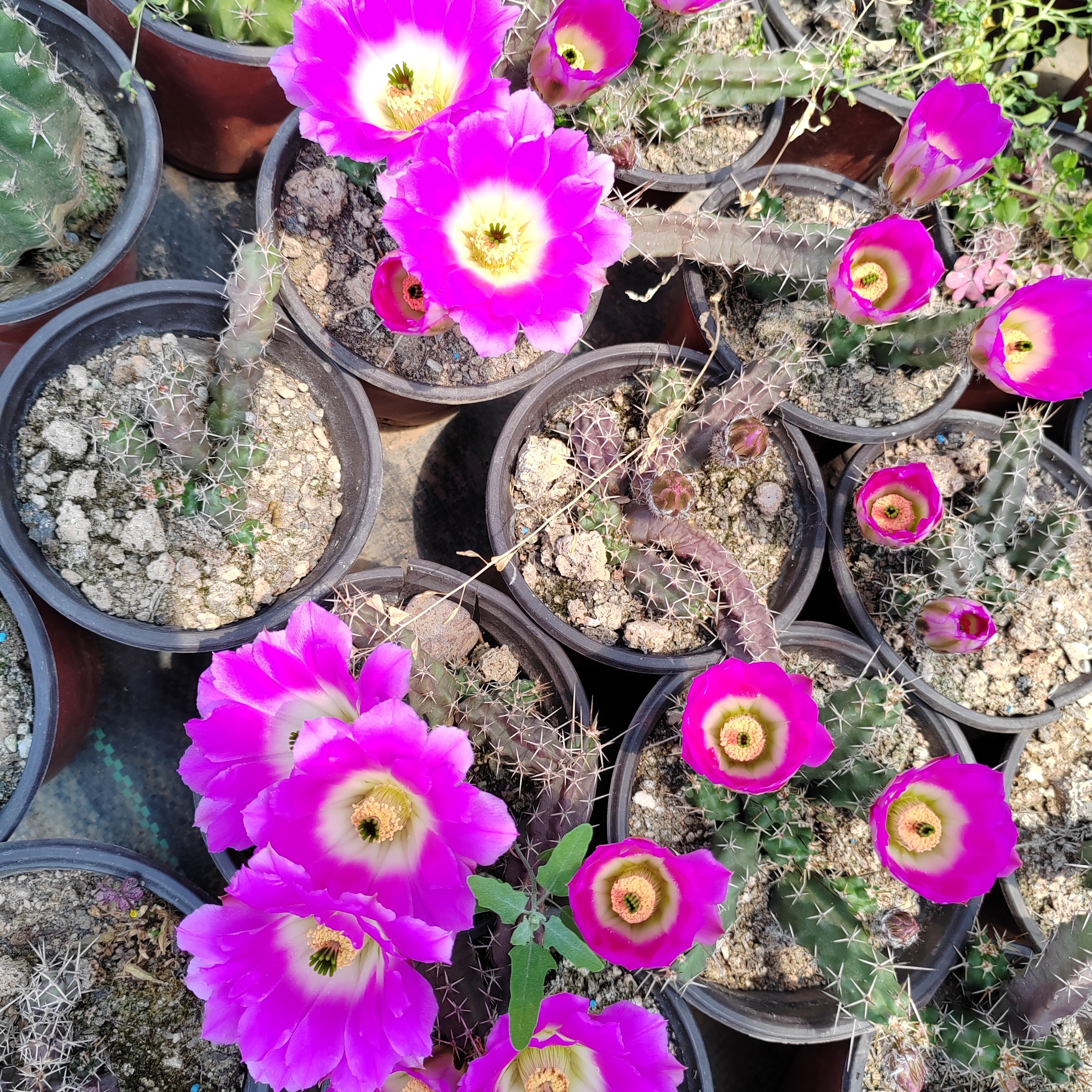 潮流植物仙人掌科，美花角保证最少三头，开花非常漂亮哦！仙人球