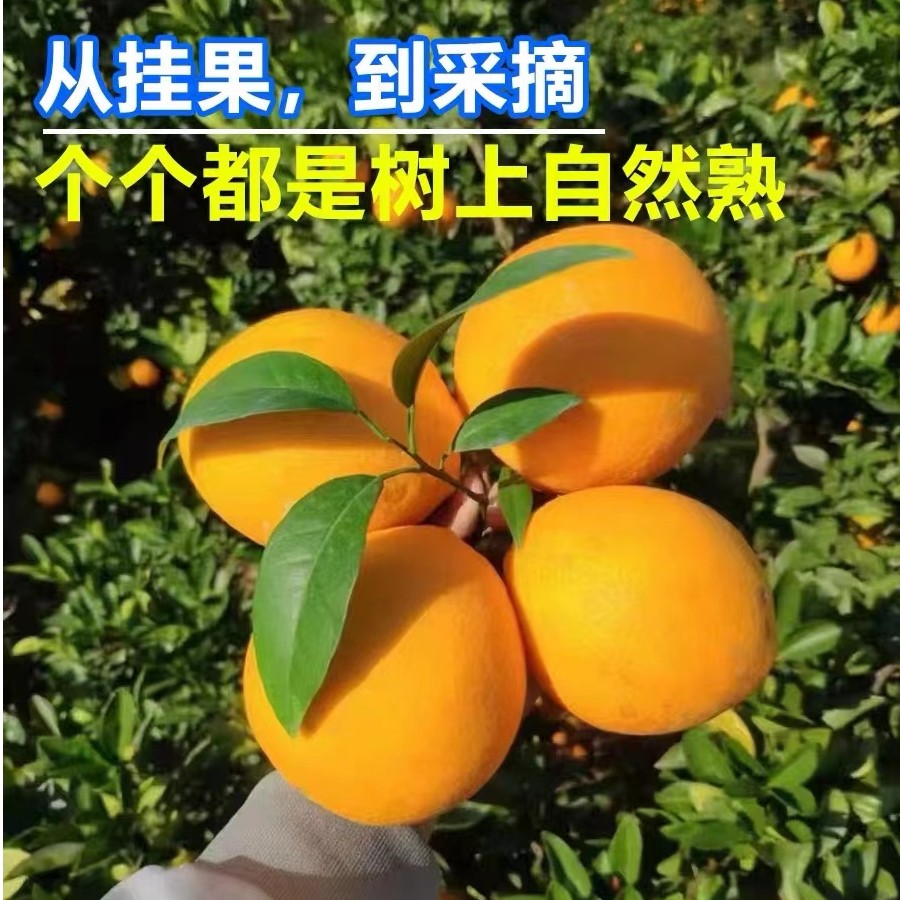 三宝爸 7.5斤伦晚脐橙 产地现摘现发 纯甜无渣 爆汁口感好