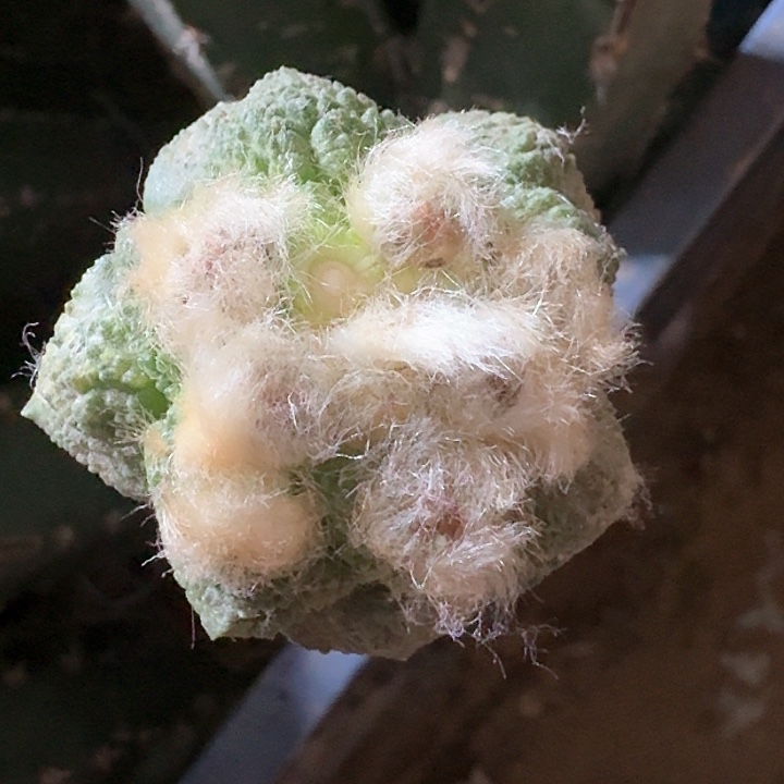 袖普接菜花4公分