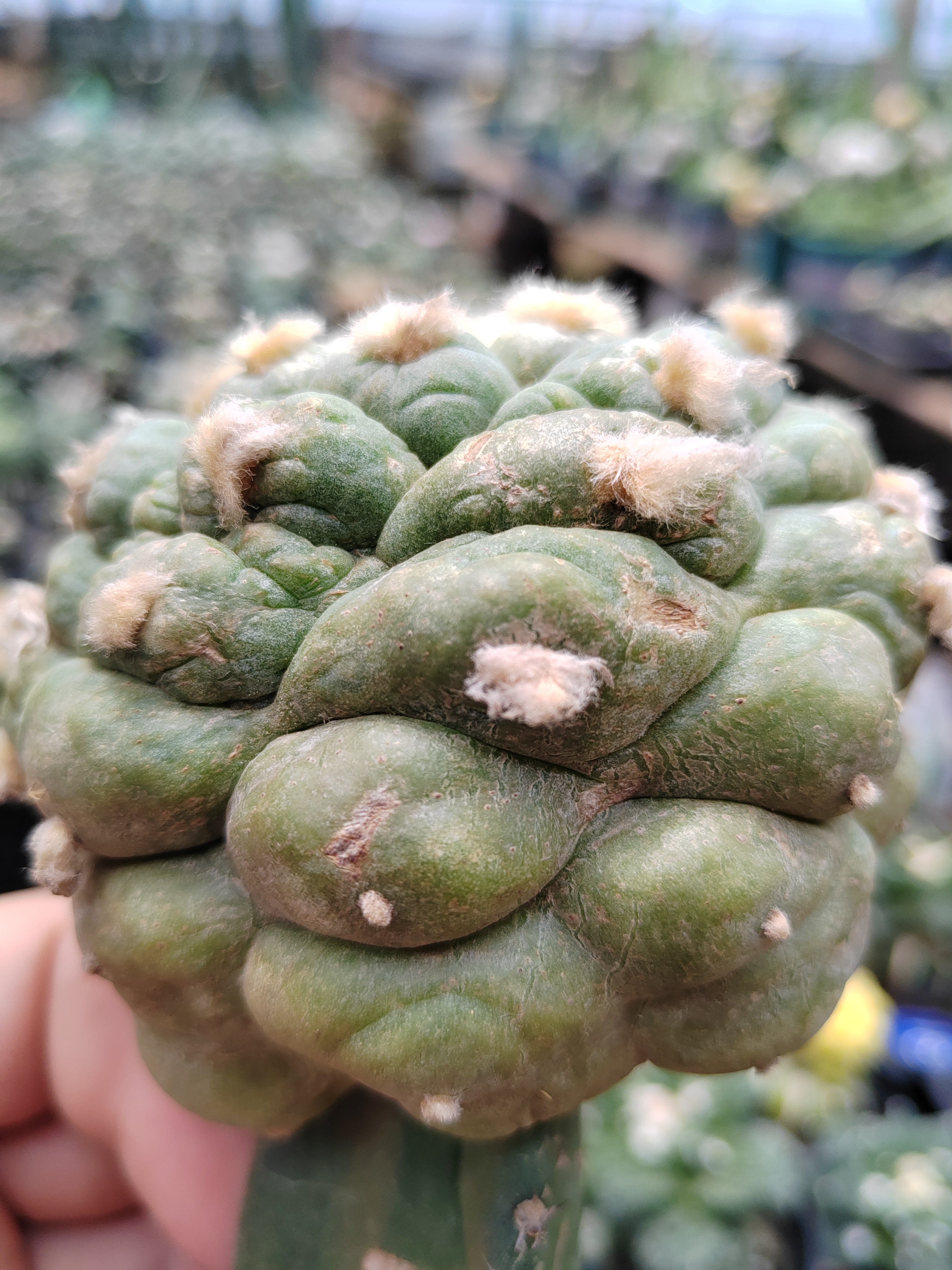 苗接仙人一物一拍