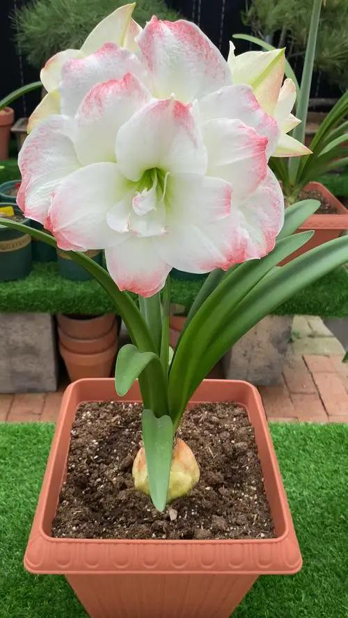 糖果戴斯（朱顶红包对版）