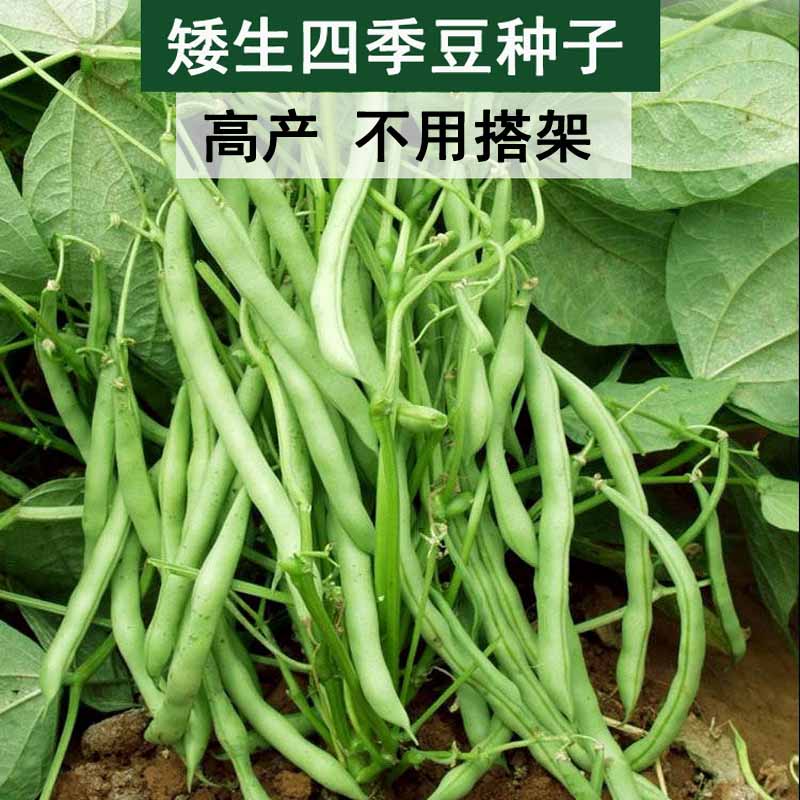 【无架四季豆种子】家庭阳台小院盆栽地栽四季种植商品图
