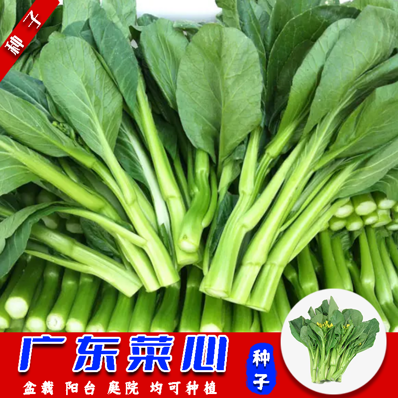 广东四九菜心种子阳台盆栽可种植青菜春秋冬四季蔬菜种孑