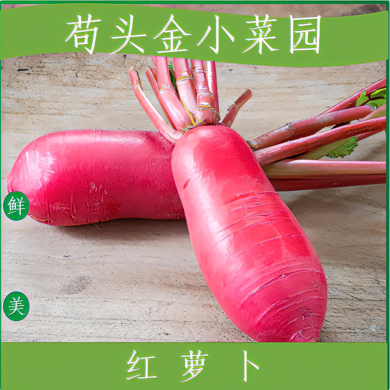 【红皮泡菜萝卜】红皮白肉萝卜3斤/5斤泡菜萝卜