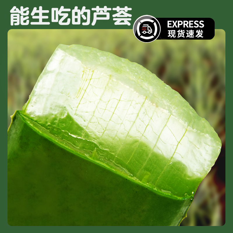 【小扬哥甄选】中国芦荟盆栽食用芦荟可食用芦荟吃食用芦荟果肉芦