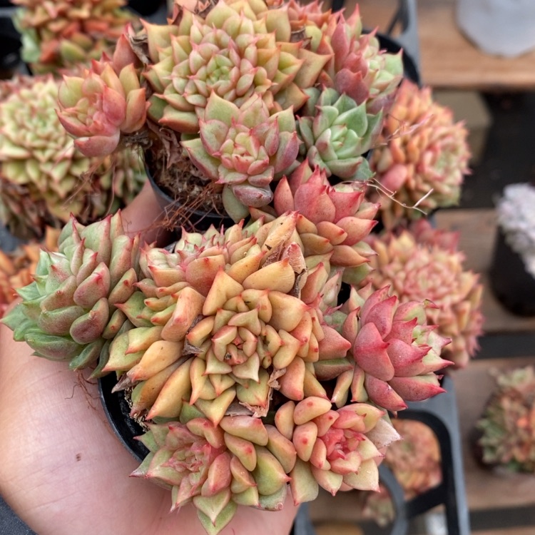 【闪购商品】言言言言