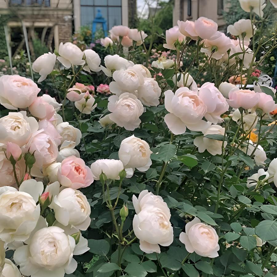 黛丝德蒙娜一加仑月季花苗盆栽原盆原土发货包邮