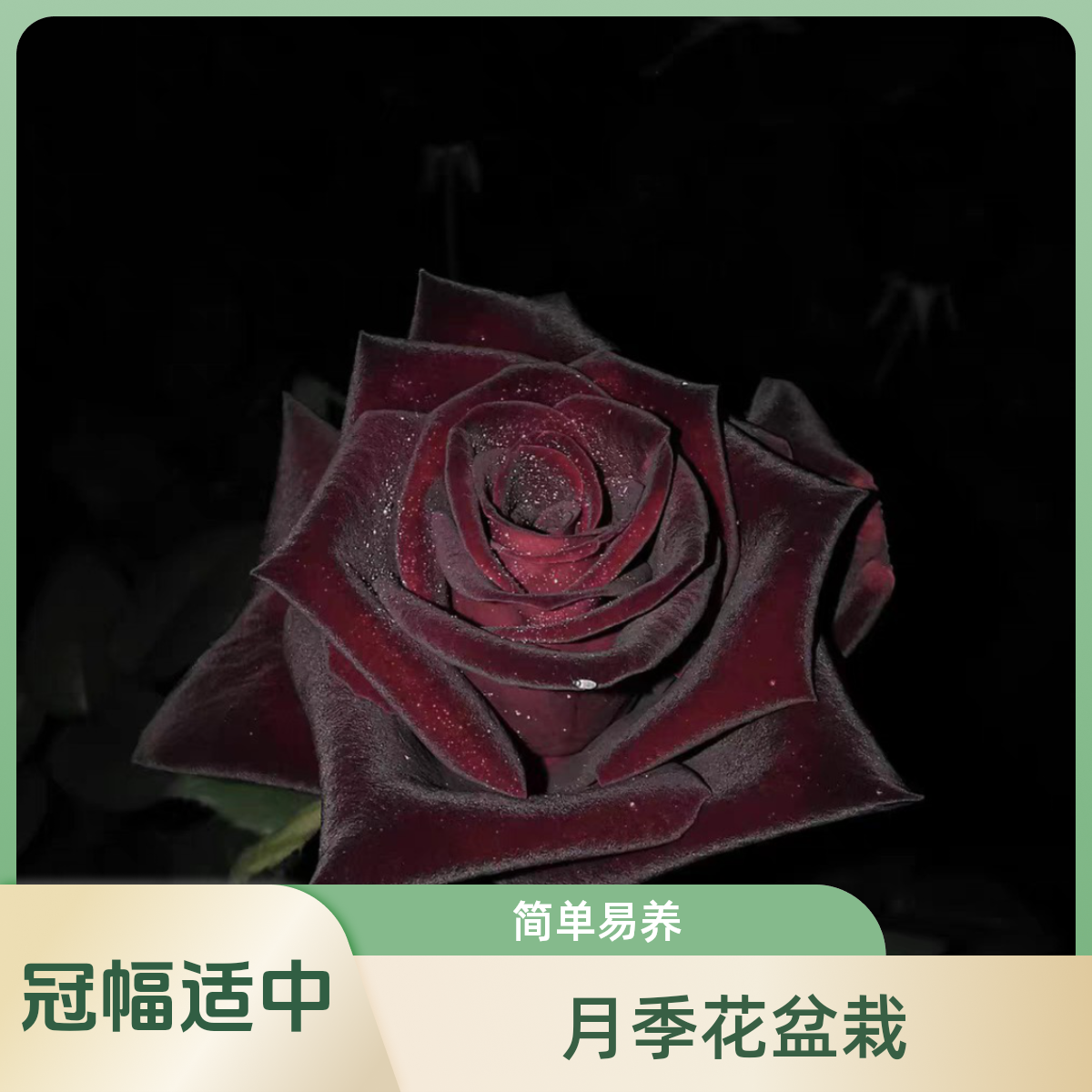 黑巴克精品一加仑月季原盆原土发货
