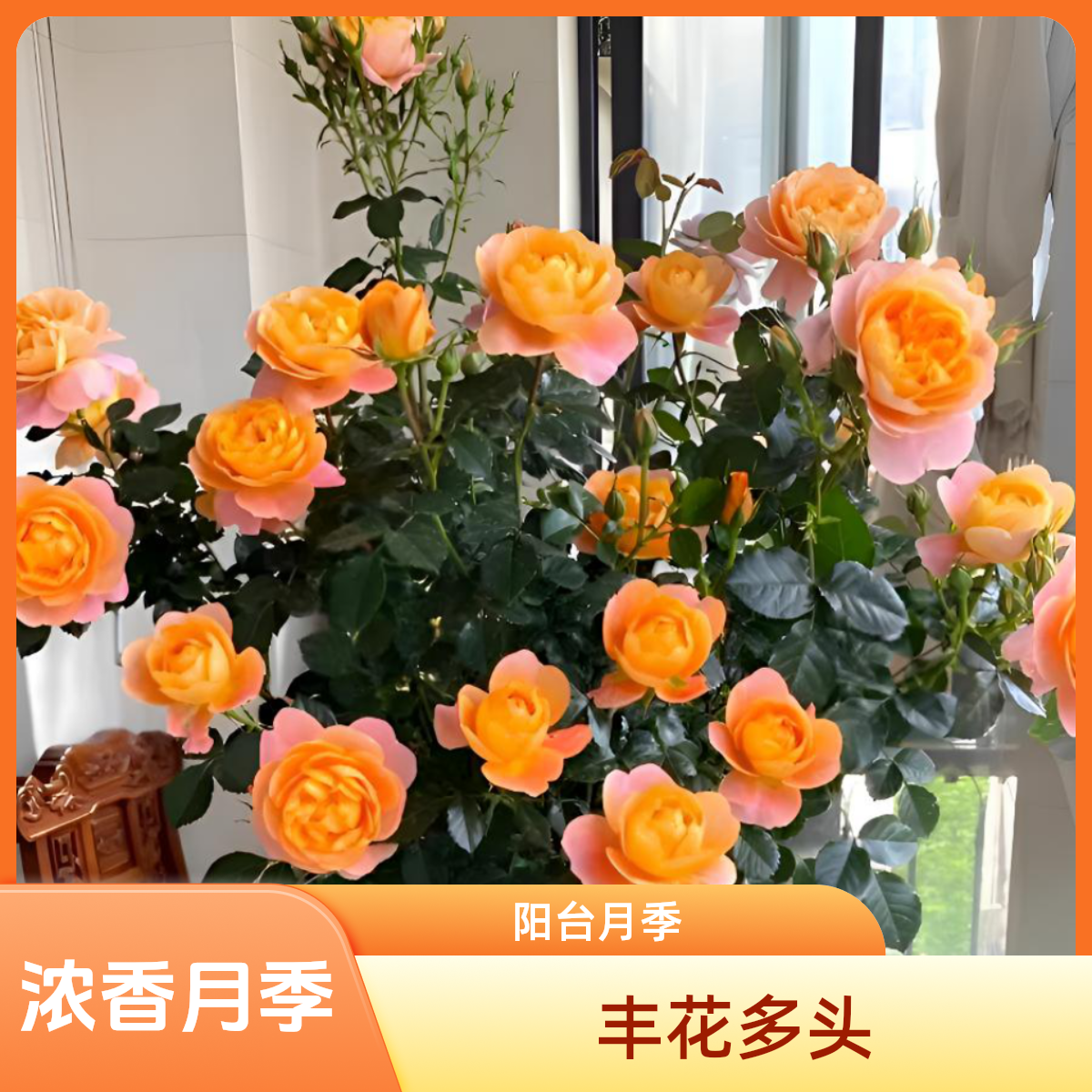 果汁阳台月季一加仑原盆原土发货扦插苗丰花多头抗病包邮浓香